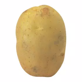 Potato