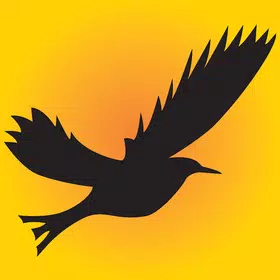 Blackbird