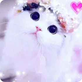 cute cat wallpaper