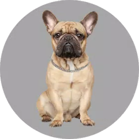 Dog Images