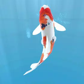 Koi