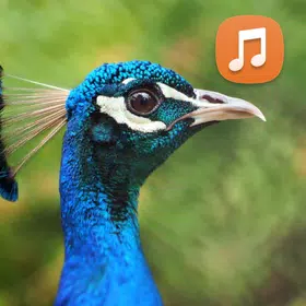 Peacock Sounds App
