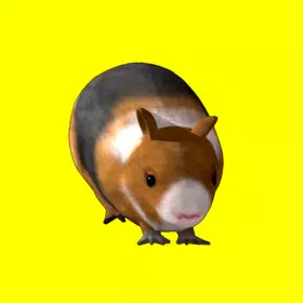 G-pig