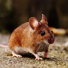 Mouse sound prank