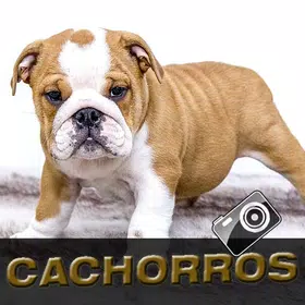 Imágenes de Cachorros